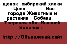 щенок  сибирский хаски › Цена ­ 12 000 - Все города Животные и растения » Собаки   . Тверская обл.,Вышний Волочек г.